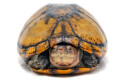 Kinosternon scorpioides cruentatum Nicaragua adult female